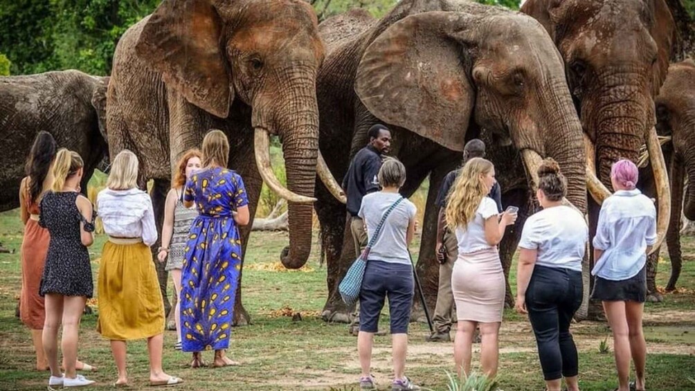 Picture 4 for Activity Lusaka: Guided Safari with Elephant and Cheetah Interaction 5