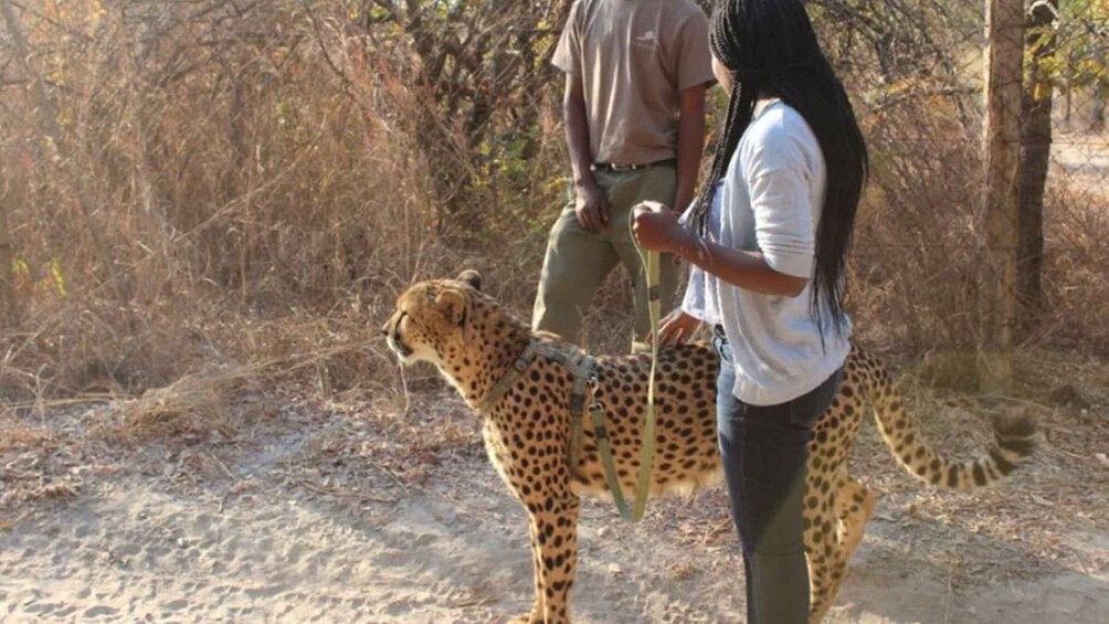 Picture 5 for Activity Lusaka: Guided Safari with Elephant and Cheetah Interaction 2