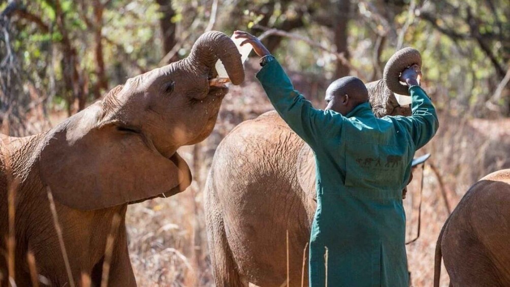 Lusaka: Guided Safari with Elephant and Cheetah Interaction 1