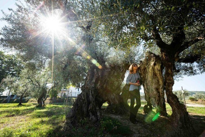 Oro di Giano visit and tasting of EVO oil 1