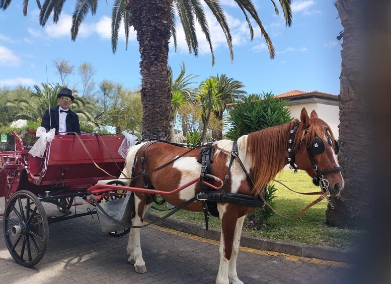 Picture 10 for Activity Wagon Tour of Porto Santo 2