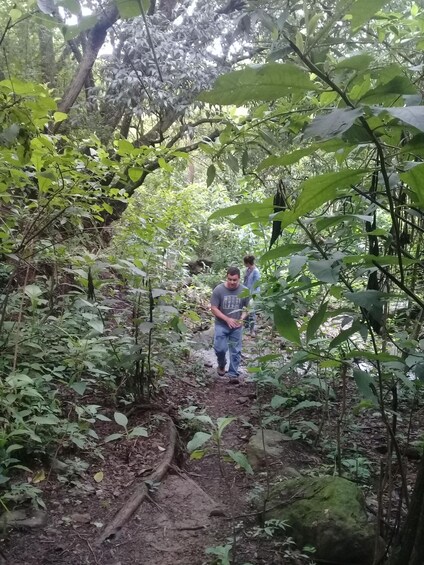 A forest trail with dense foliage and a person walking ahead. 1