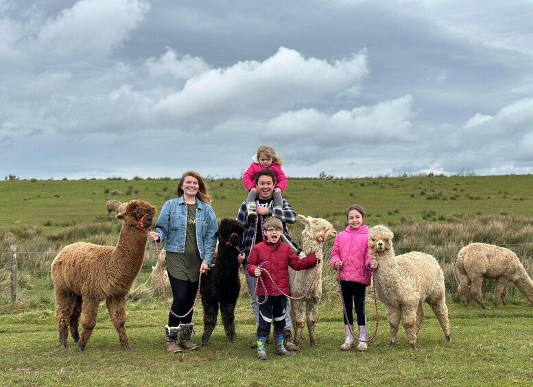 Picture 2 for Activity Ayrshire: Alpacas of Scotland Entry Ticket 2