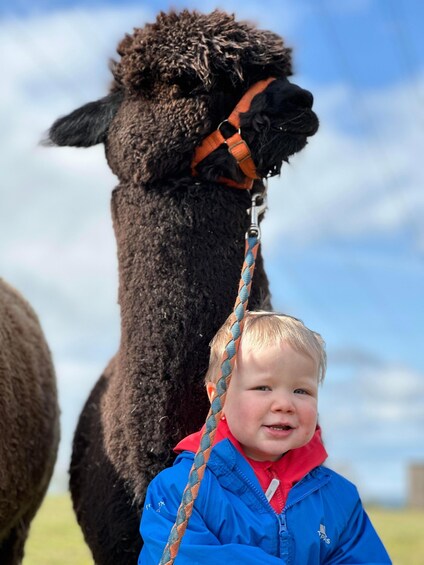 Ayrshire: Alpacas of Scotland Entry Ticket 1