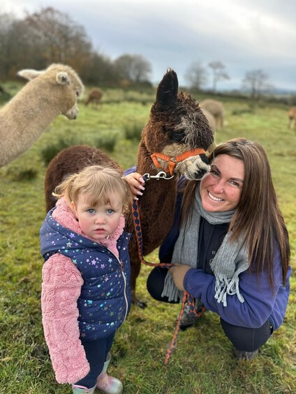 Picture 5 for Activity Ayrshire: Alpacas of Scotland Entry Ticket 5