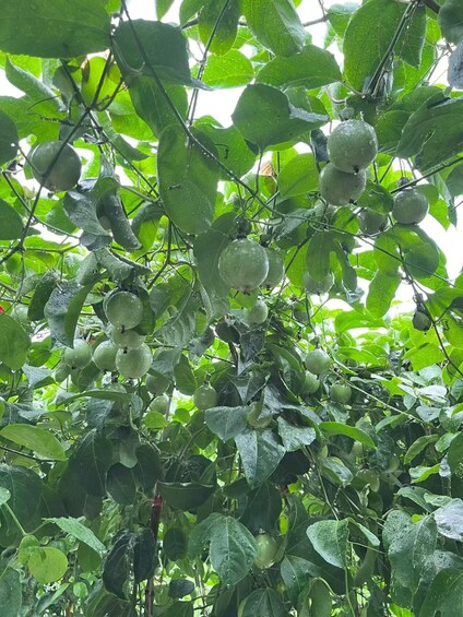 Picture 3 for Activity Haitang Bay Passion Fruit Orchard Entry Ticket 2