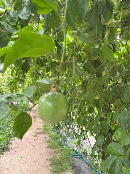 Picture 6 for Activity Haitang Bay Passion Fruit Orchard Entry Ticket 5