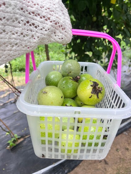 Haitang Bay Passion Fruit Orchard Entry Ticket 1