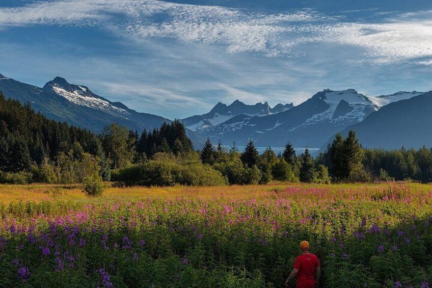 A person in a red shirt walking through a field of purple flowers with mountains in the background. 2