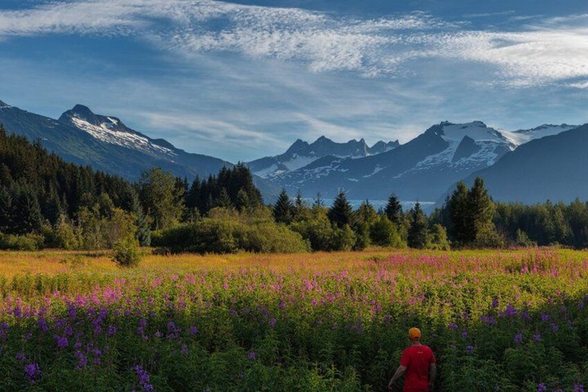 A person in a red shirt walking through a field of purple flowers with mountains in the background. 5