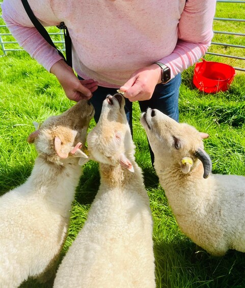 Picture 3 for Activity Shropshire: Entry Ticket to Frankly Farm Tours 5