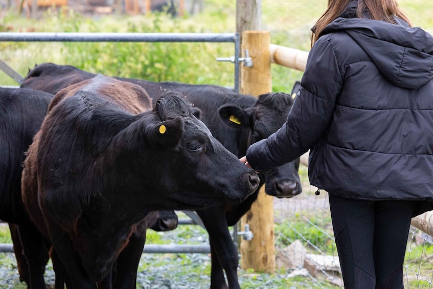 A person in a black jacket petting a black cow in a fenced area. 1
