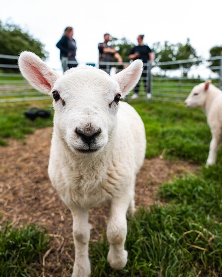 Picture 6 for Activity Shropshire: Entry Ticket to Frankly Farm Tours 3