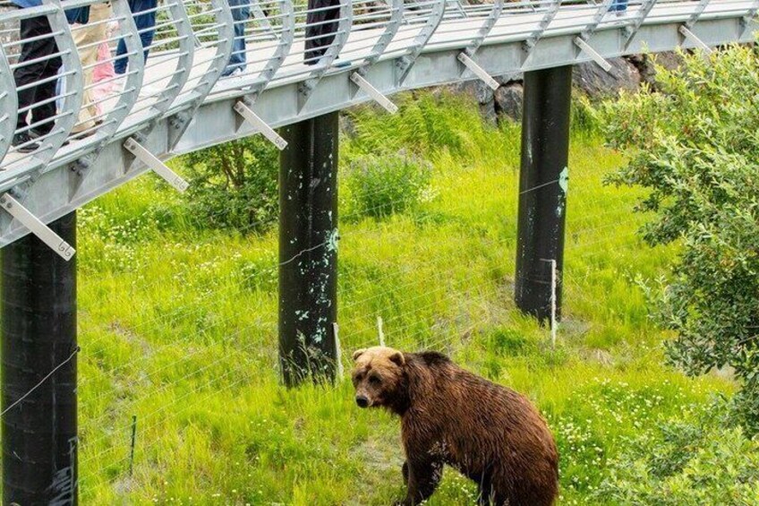 Glacier Cruise and Wildlife Discovery from Anchorage 5