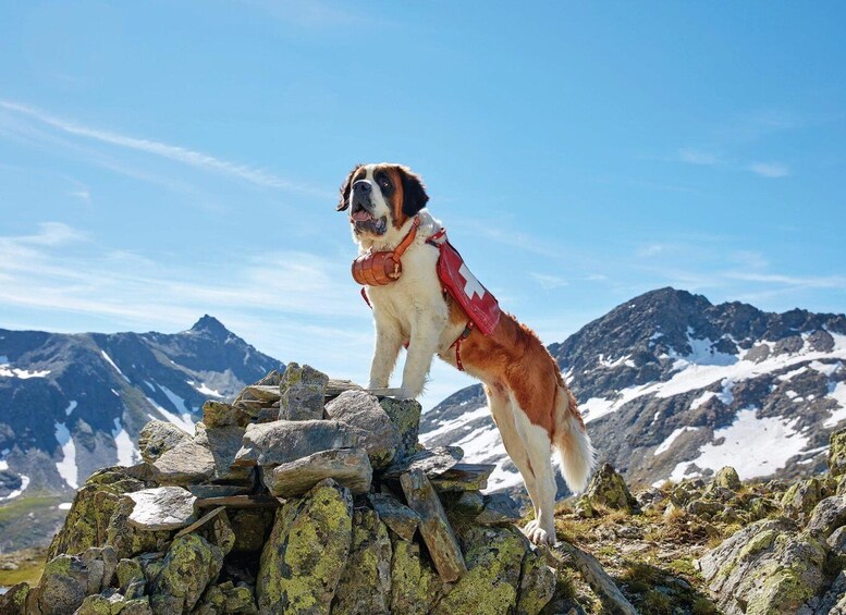 Picture 1 for Activity Martigny: Barryland Admission Ticket 5