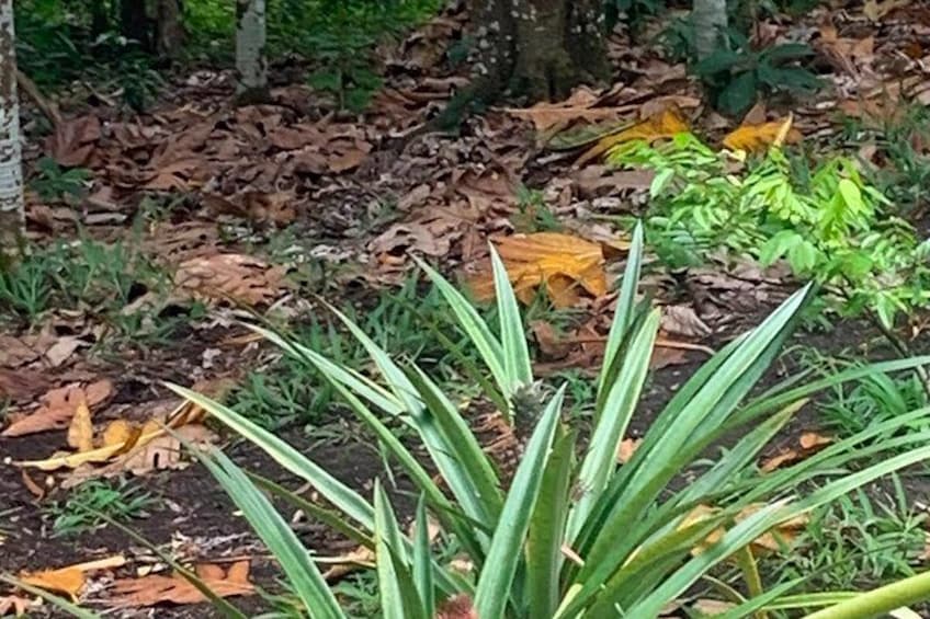 A plant with long green leaves in a forested area with fallen leaves on the ground. 4