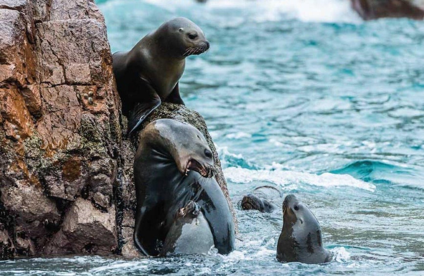A seal resting on a rock by the water. 2