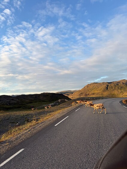 Picture 3 for Activity Honningsvåg: North Cape 71° 10′ 21″ Evening Tour 3