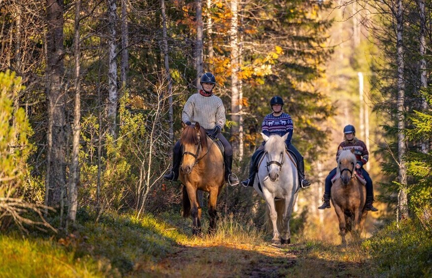 Ruka-Kuusamo: Finnhorse Ride for Beginners at Ronivaara Farm 1