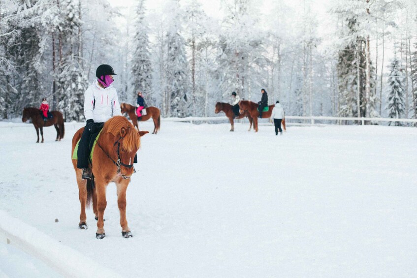 Picture 6 for Activity Ruka-Kuusamo: Finnhorse Ride for Beginners at Ronivaara Farm 2