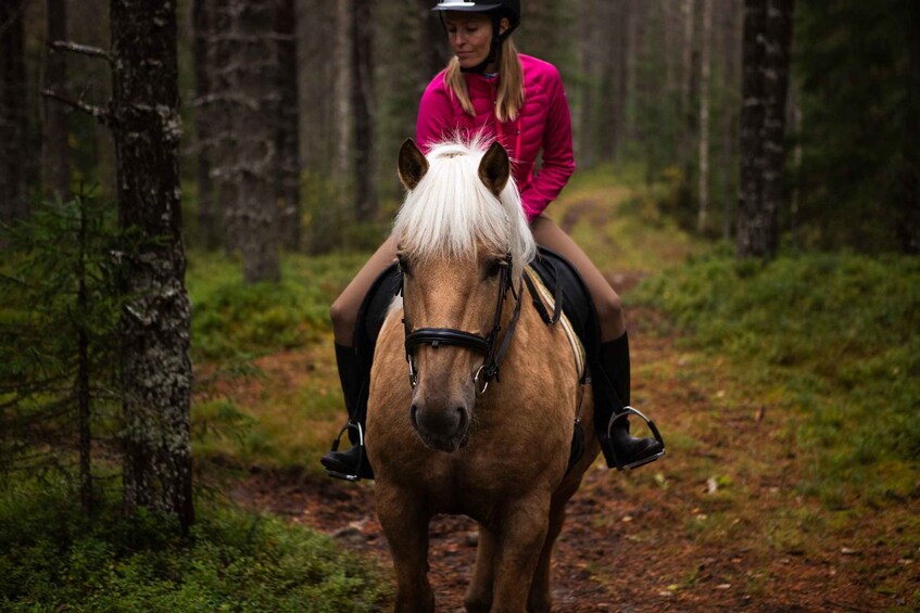 Picture 10 for Activity Ruka-Kuusamo: Finnhorse Ride for Beginners at Ronivaara Farm 4
