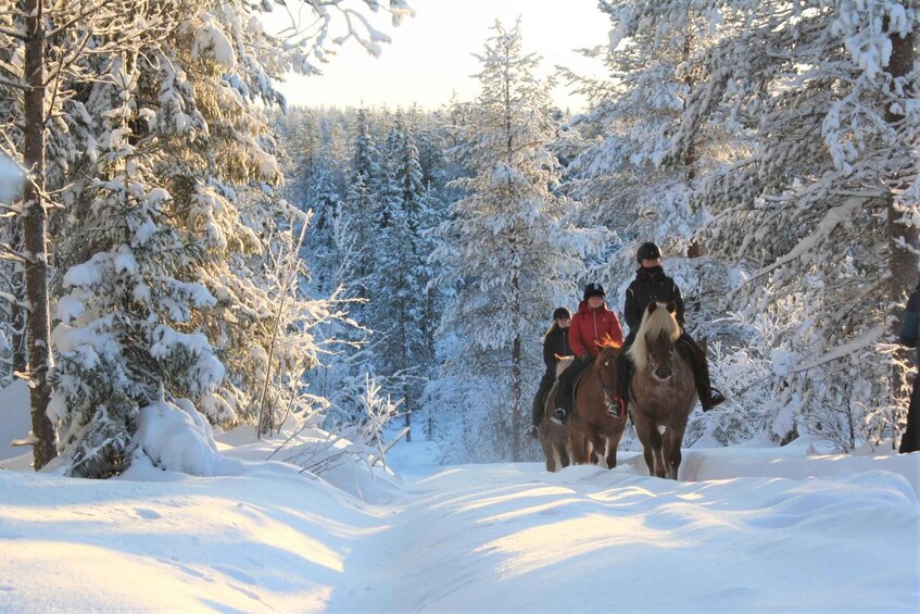 Picture 9 for Activity Ruka-Kuusamo: Finnhorse Ride for Beginners at Ronivaara Farm 3