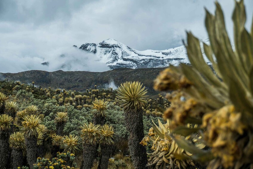 A mountain range with snow-capped peaks and a foreground of yucca plants. 3