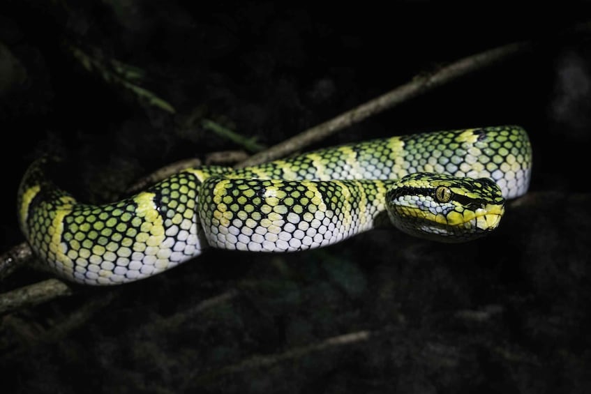 Picture 3 for Activity Medan: Bukit Lawang Evening Jungle Walk with Transfers 4