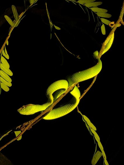 Picture 2 for Activity Medan: Bukit Lawang Evening Jungle Walk with Transfers 3