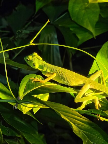 Medan: Bukit Lawang Evening Jungle Walk with Transfers 1