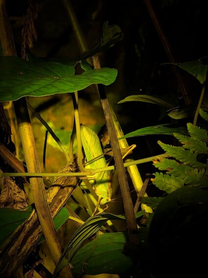 Picture 4 for Activity Medan: Bukit Lawang Evening Jungle Walk with Transfers 2