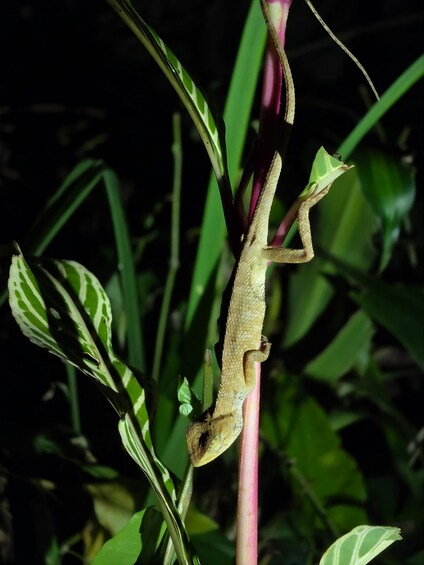 Picture 1 for Activity Medan: Bukit Lawang Evening Jungle Walk with Transfers 5
