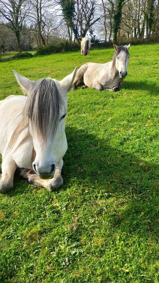 A Coruña: Meet the Wild Horses in Nature 1