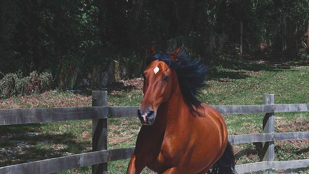 Picture 10 for Activity A Coruña: Meet the Wild Horses in Nature 4