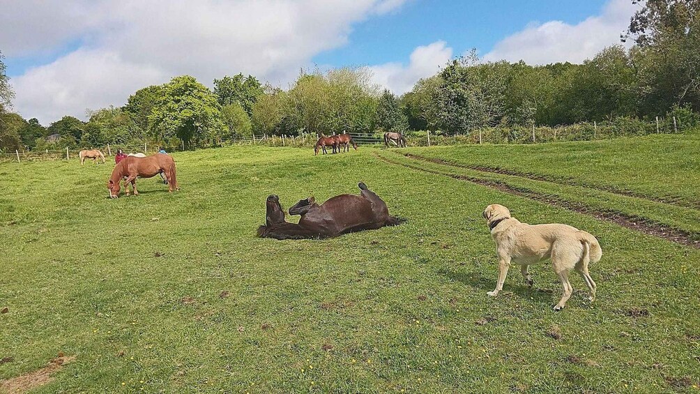 Picture 9 for Activity A Coruña: Meet the Wild Horses in Nature 5