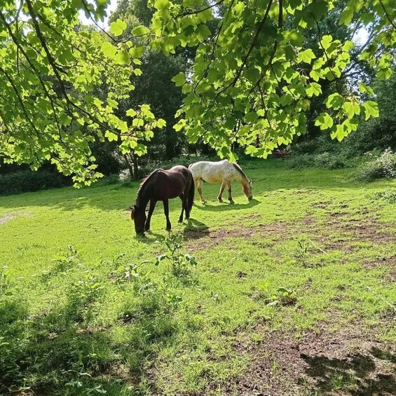 Picture 5 for Activity A Coruña: Meet the Wild Horses in Nature 3