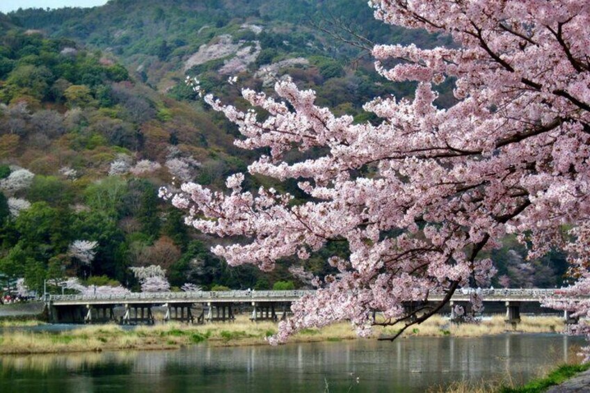 A cherry blossom tree in full bloom, a bridge, and a river with a forested hillside in the background. 5