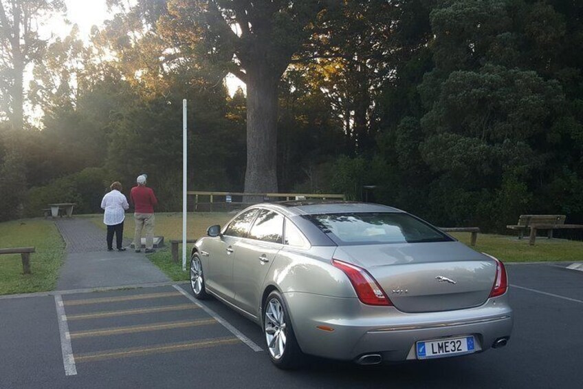 Kauri Parry Park 5