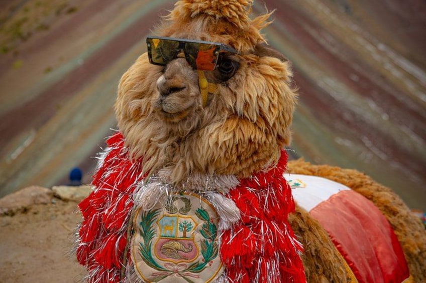 A camel with a red and white decorated blanket, wearing sunglasses. 4