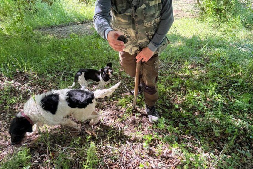 Truffle Hunting Adventure in Nature 3