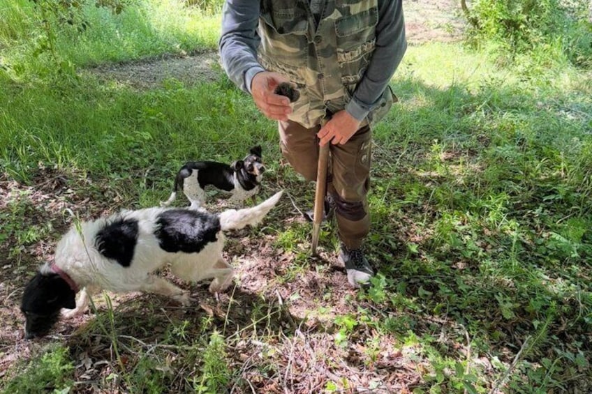 Truffle Hunting Adventure in Nature 1
