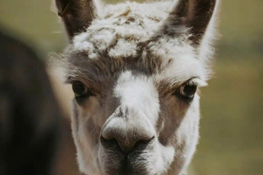 3 Day Bruny Island Hobart and Port Arthur Tour 3