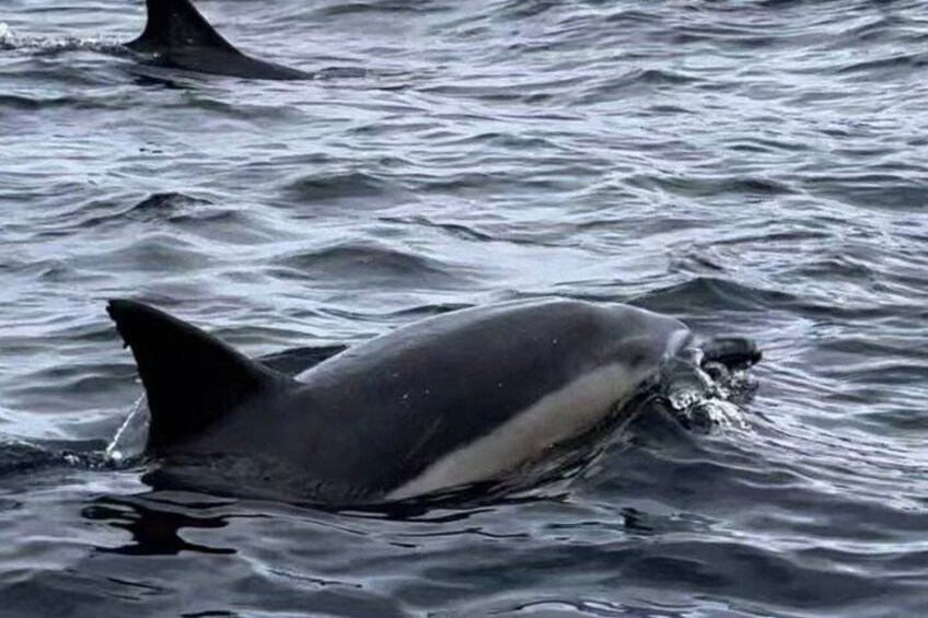 3 Day Bruny Island Hobart and Port Arthur Tour 4