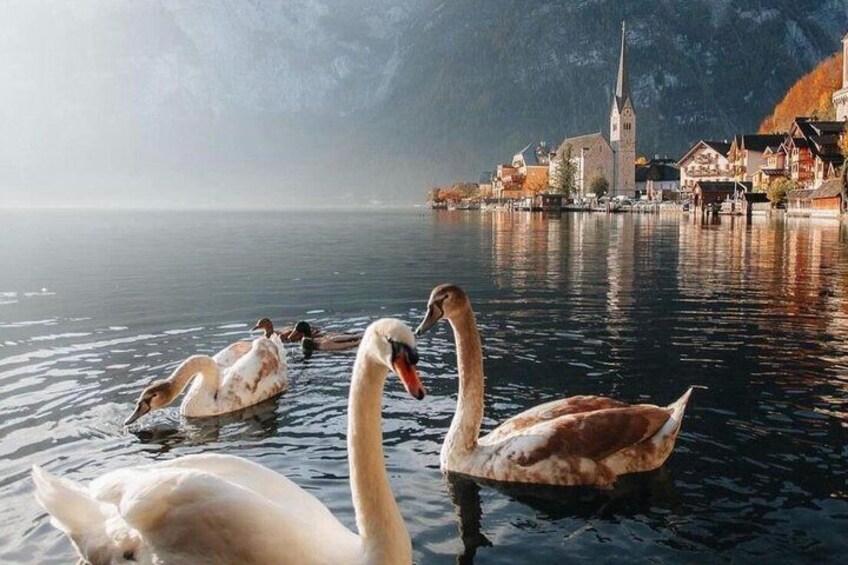 Swans on a calm lake with a mountain and a church in the background. 2