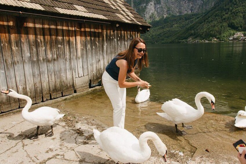 A person feeding swans by a wooden structure near a lake. 5