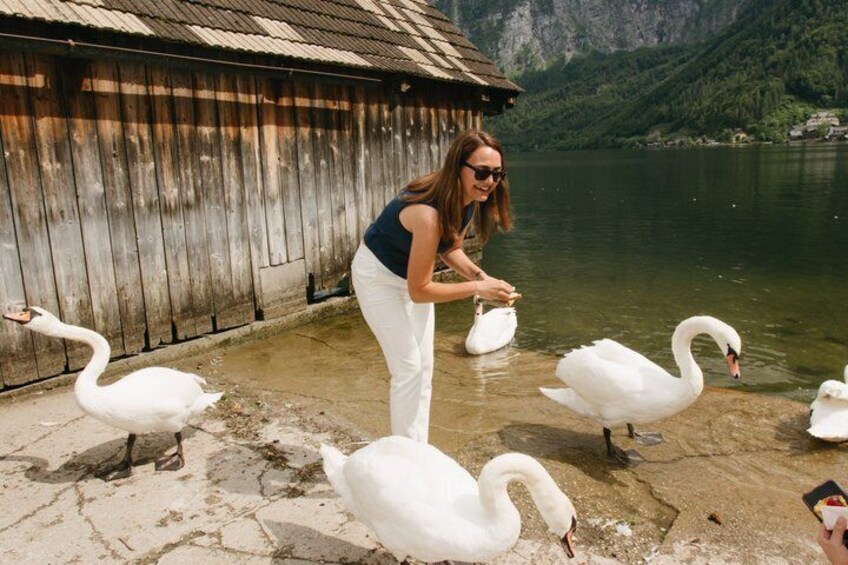 A person feeding swans by a wooden structure near a lake. 5