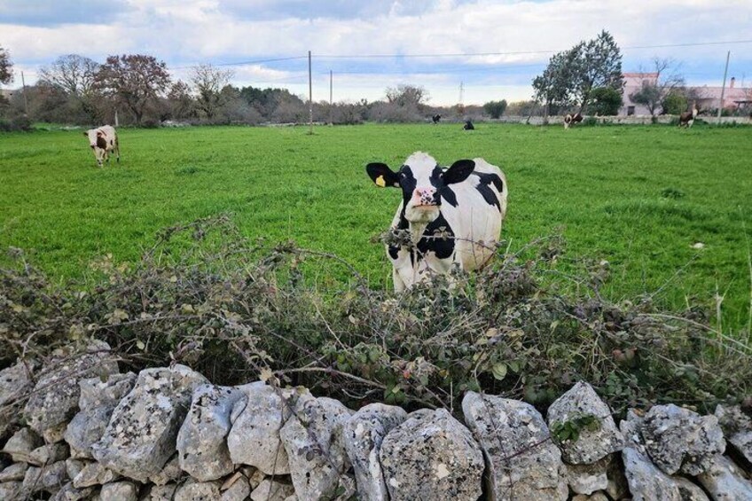 Gioia del Colle E-Bike Tour and Mozzarella Tasting 3