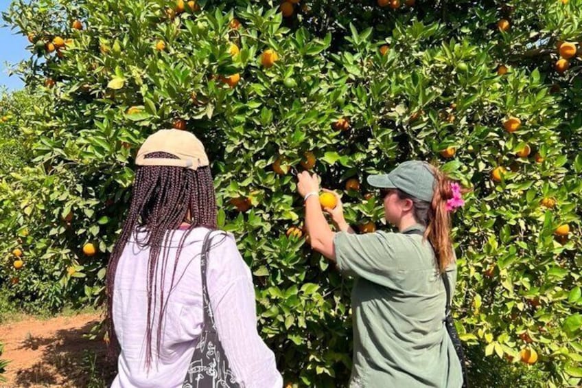Day at an Export Orange and Banana Farm with Animals 1