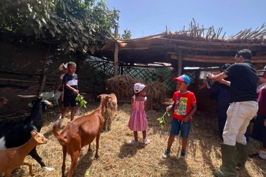 Day at an Export Orange and Banana Farm with Animals 4