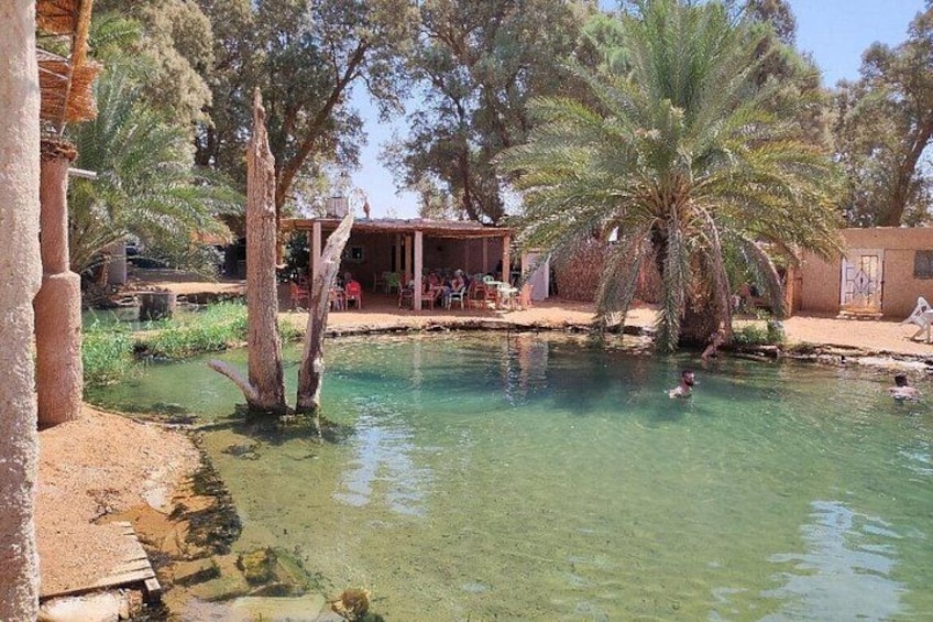 A clear pool with palm trees, a small building, and a person swimming. 4
